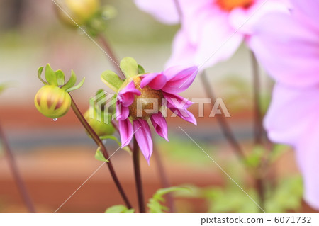 Emperor Dalia 6071732