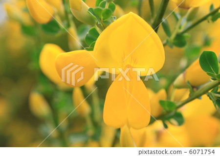 Enishida的花朵 6071754