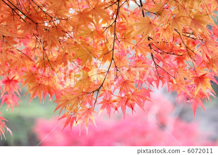Autumn leaves of Shirakawa-nanako park 6072011