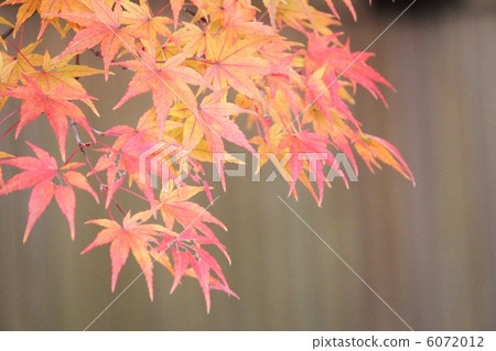 Autumn leaves of Shirakawa-nanako park 6072012