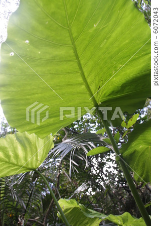 Kwazu imo Kwazu imo 6072043