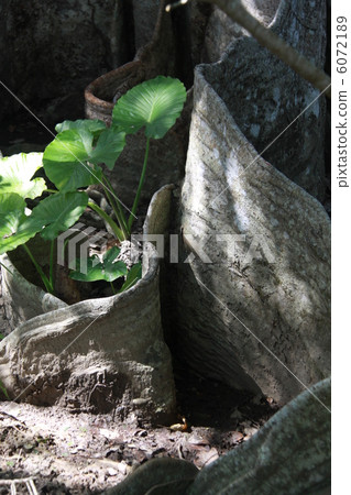 Saxophone Aoki 4 6072189