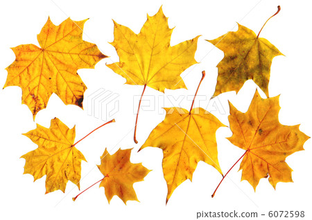 maple  leafs 6072598