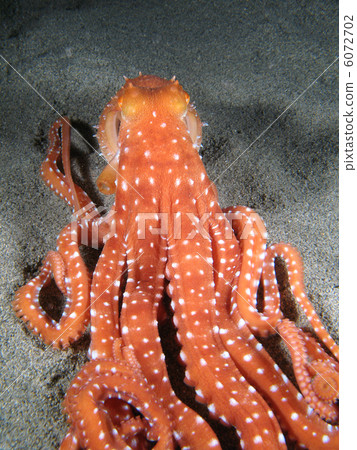 Octopus Macropus on the sand, 6072702