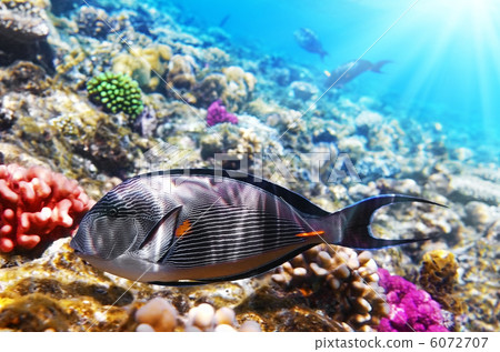 Coral and fish in the Red Sea.Fish-surgeon.Egypt 6072707