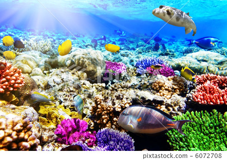 Coral and fish in the Red Sea. Egypt, Africa. 6072708