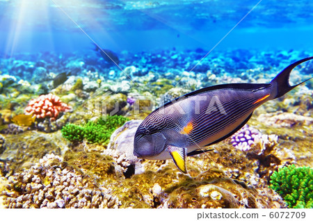 Coral and Fish-surgeon in the Red Sea. Egypt, Africa . Coral and Fish-surgeon in the Red Sea. Egypt, Africa . 6072709