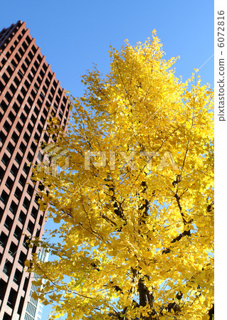 Autumn leaves of ginkgo biloba Autumn leaves of ginkgo biloba 6072816