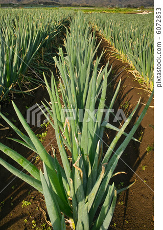 Field growing Negishi green onion Field growing Negishi green onion 6072853