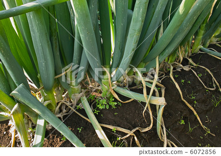 Field growing Negishi green onion Field growing Negishi green onion 6072856