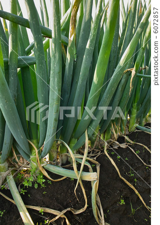 Field growing Negishi green onion 6072857