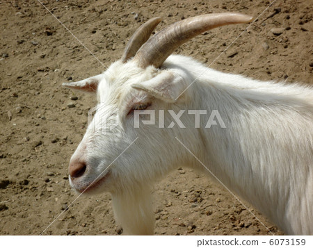Goat Goat 6073159
