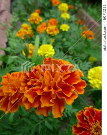 萬壽菊 萬壽菊 6073231