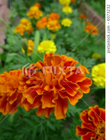 萬壽菊 萬壽菊 6073232