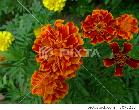 萬壽菊 萬壽菊 6073235