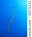 Sea snake 6073242