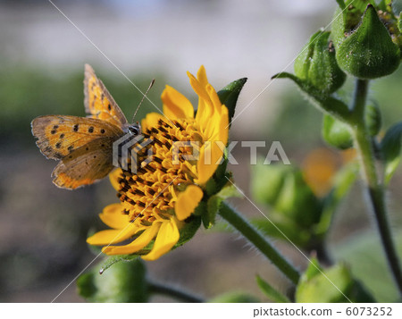 Flower of Yacon Flower of Yacon 6073252