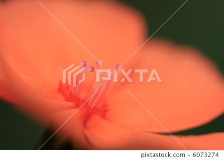 Fusidium ginseng Fusidium ginseng 6073274