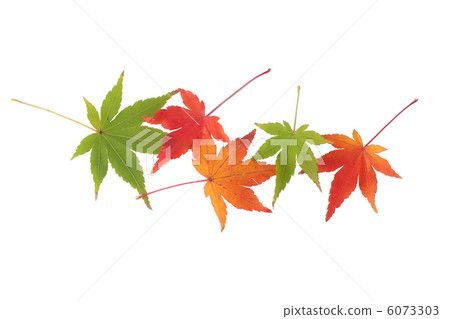 Maple Maple 6073303