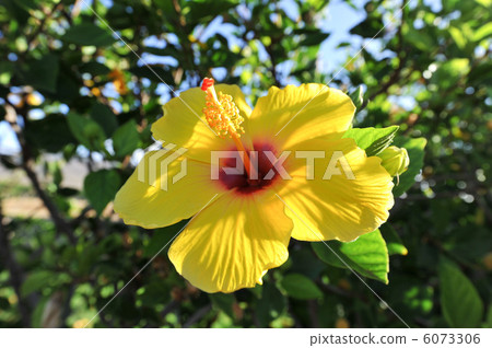 夏威夷〜芙蓉〜 夏威夷〜芙蓉〜 6073306