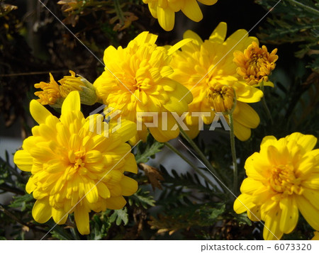 Julius Daisy Tiara Miki(雙花) Julius Daisy Tiara Miki(雙花) 6073320