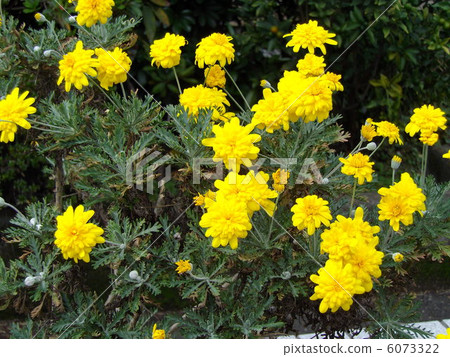 Julius Daisy Tiara Miki(雙花) Julius Daisy Tiara Miki(雙花) 6073322