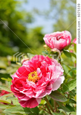 Heaps of peony Heaps of peony 6073339