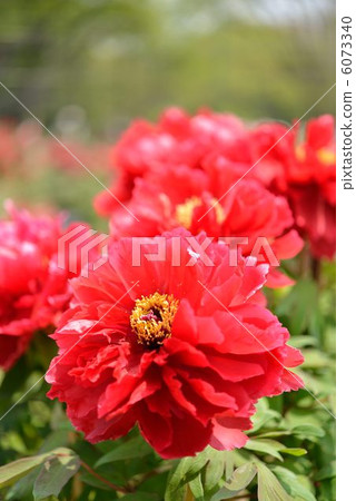 Peony glossy Peony glossy 6073340