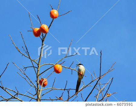 Persimmon fruit and tail length 6073591