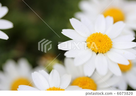 北極充滿了善意 6073820