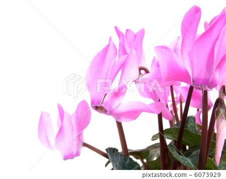 迷你仙客來 6073929