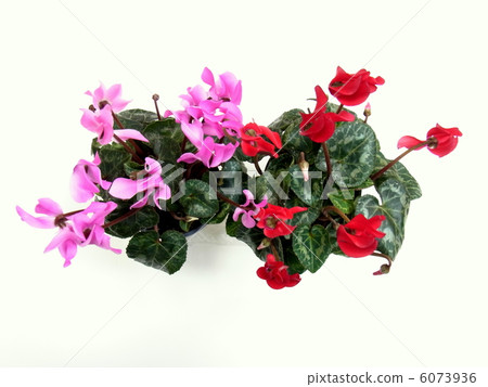 迷你仙客來 迷你仙客來 6073936