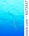 Sea Snake 2 6073937