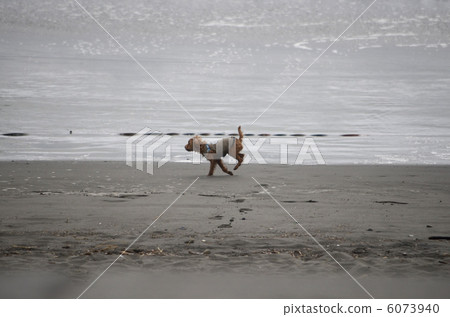 Coast dog Coast dog 6073940