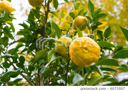 Fruitful Yuzu Fruitful Yuzu 6073987