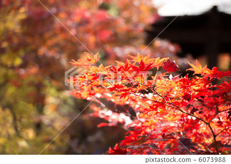 Autumn scene 6073988