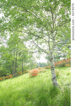 白樺樹 白樺樹 6074079