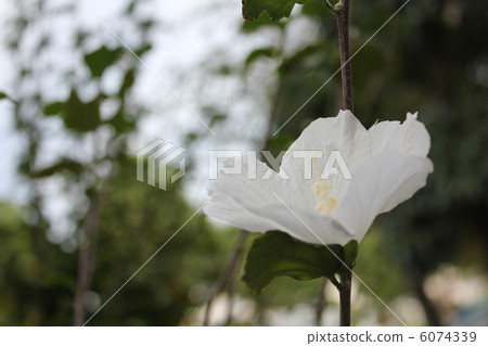 Swelling of white 6074339