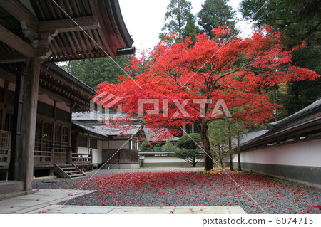 寺廟裡的秋葉 6074715