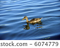 Duck 6074779