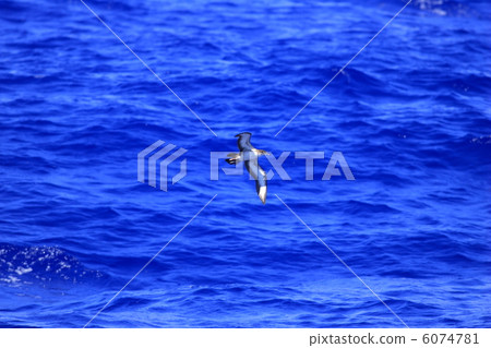 Onaga mizunagidori Onaga mizunagidori 6074781