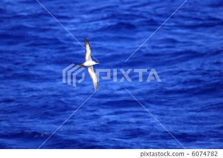 Onaga mizunagidori Onaga mizunagidori 6074782