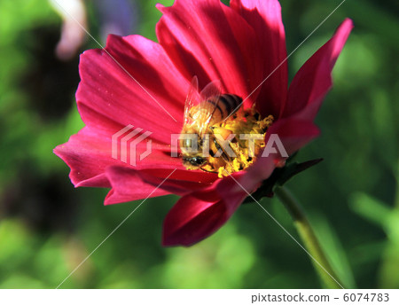 蜜蜂 蜜蜂 6074783