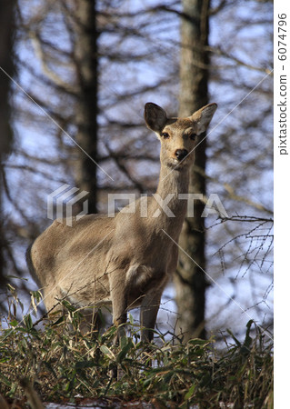 Sakka鹿在Calcine杉木森林裡 Sakka鹿在Calcine杉木森林裡 6074796