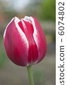 Tulip 6074802