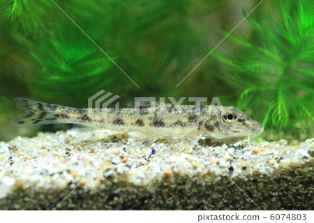 Kamatsuka Kamatsuka 6074803