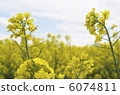Rape blossoms 6074811