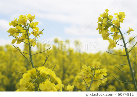 強姦開花 強姦開花 6074811