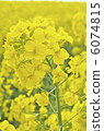 Rape blossoms 6074815