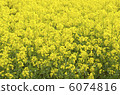 Rape blossoms 6074816